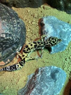 2 Leopardgecko Weibchen Terrarium
