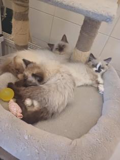 Ragdoll kiscic k j szereto gazdikat keresnek