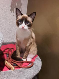 Siam Deckkater