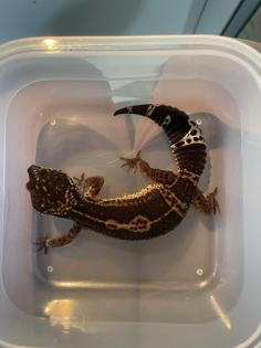 Leopardgecko Black Night, w 4. 5 Jahre