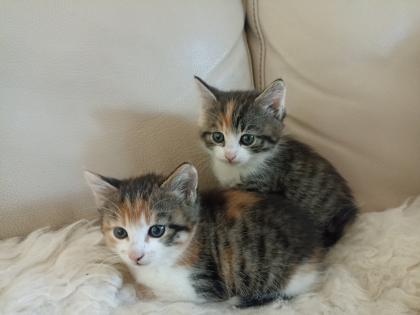 Glückskätzchen, Kleine Kätzchen, Kitten