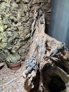 Blaue Stachelleguane Blauer Stachelleguan