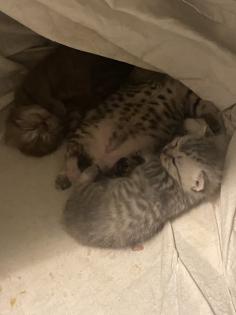 Bkh mix Kitten suchen ab sofort ihren neuen Dosenöffner