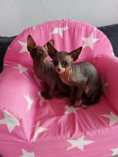 Sphynx katze