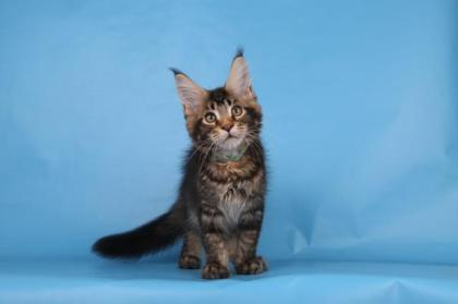 Reinrassige Maine coon Stammbaum
