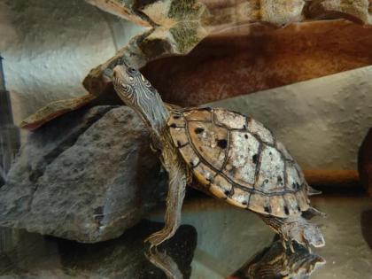 2 Wasserschildkröten zu verkaufen