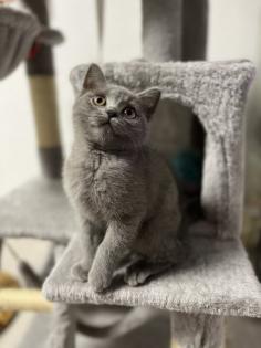 BKH Kitten grau ab dem 18. 11 abgabebereit