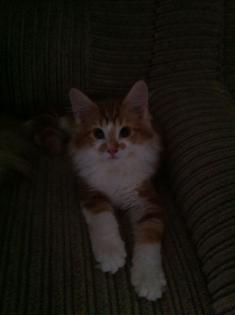 Maine Coon