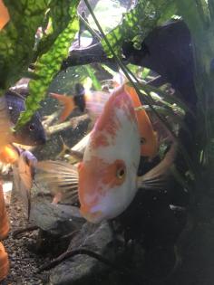 Papageienbuntbarsch Fisch Verkauf/Tausch