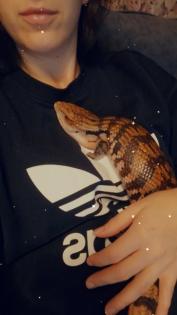 Blauzungenskink Tiliqua gigas Irian jaya Blauzunge Skink