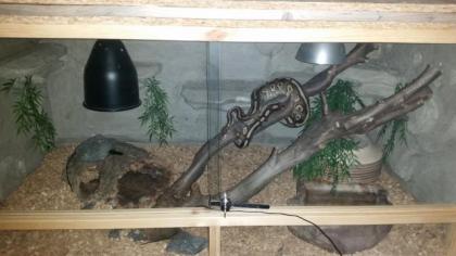 Mojave Yellowbelly von 16 1. 0