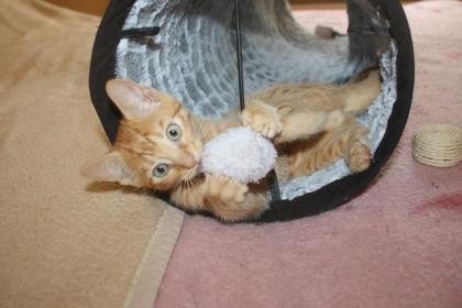 Katzenkinder BKH Mix Weibchen zur Abgabe