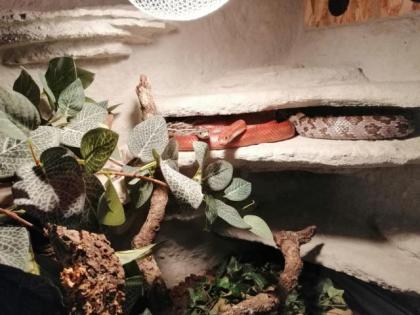 0, 2 Kornnattern mit Terrarium, adult