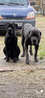 Kräftige Cane C rso Welpen
