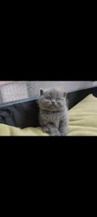 BKH kitten mit blauen Augen