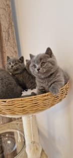 Bkh- kitten Bkh-kitten