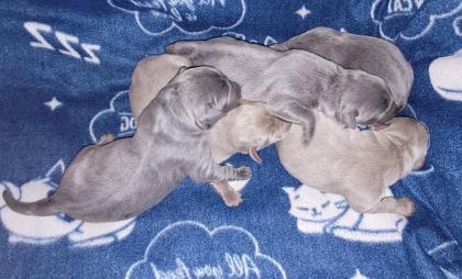 Labrador Welpen mit Papiere