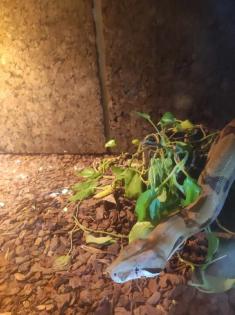 Kaiserboa / Boa Constrictor Imperator Sunglow mit Terrarium