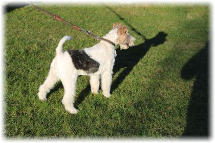 Drahthaar Foxterrier Rüde 5 Monate.