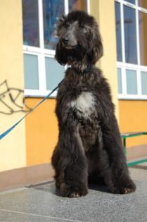 Die Jungen des afganischen Windhunds