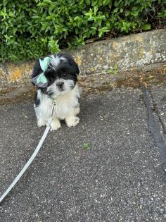 Liebevoller Shih Tzu