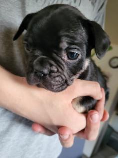 Französische Bulldoggen Baby, s