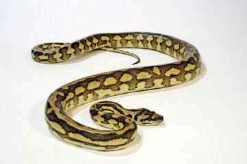 Morelia Spilota Spilota leo Morph