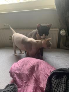 Canadian Sphynx