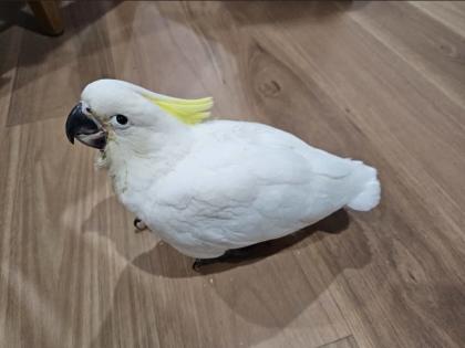 Junge kakadu Hahn mit Papieren