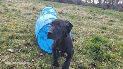 Saupackerwelpen Doggenmix Cane Corso Italiano