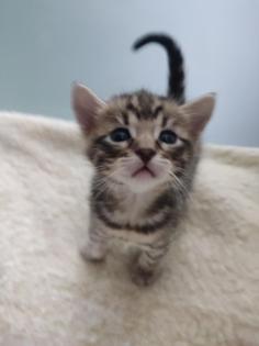Reinrassige Bengal Kitten