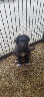 Altdeutsche Hütehunde Strobel