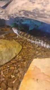 0. 0. 1 Blauzungenskink Tiliqua scincoides
