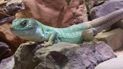 Marokkanische Perleidechsen Timon tangitanus NZ 07/19