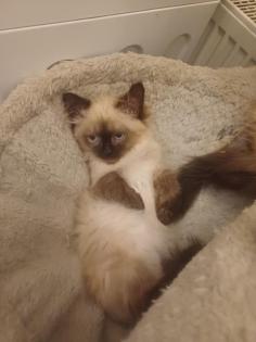 Ragdoll kiscic k j szereto gazdikat keresnek