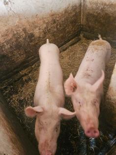 Schwein, Borg, Sau, Ferkel