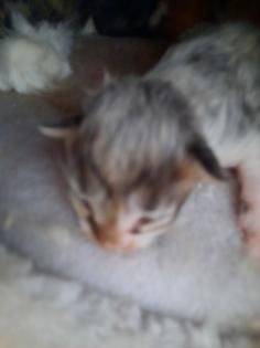 Maine Coon Kitten ab der 12 Woche