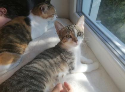 Kitten Kätzchen geb 25. 05.
