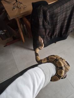 BCI 1. 0/0. 1 CA motley het albino Sharp und mix