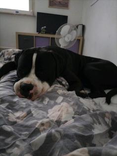 Cane Corso