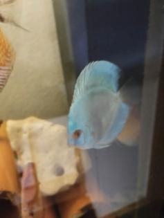 Diskus Blue Skorpion 6/8cm