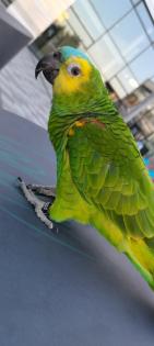 Blaustirnamazone m. und w.