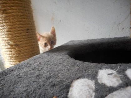 Unsere Katzenmama mit Babys