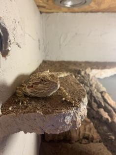 Verkaufe Terrarium mit Zubehör und 4 Bartagamen