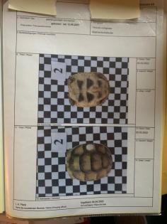 4- und 3-jährige Landschildkröten, Testudo Marginata, Breitrandschildkröten aus artgerechter,
