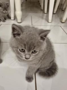 Kitten ab Oktober abzugeben