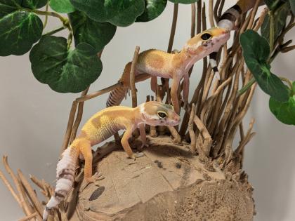 Leopardgecko aus Rostock 24. 11. 2024