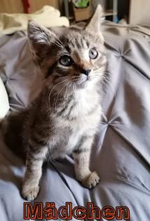 Maine Coon und BKH Katzen