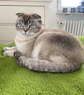Suche neues Zuhause für BKH Mix Kater