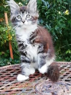 Maine Coon Kittenmädchen mit Stammbaum abgabebereit